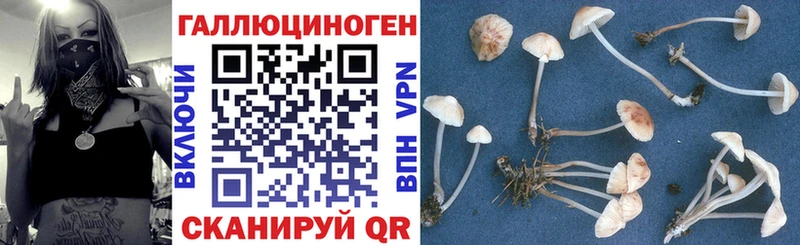 Купить где  Льгов  Псилоцибиновые грибы Psilocybine cubensis 